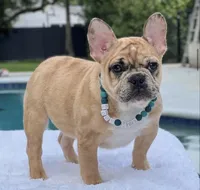 Jaguar , a male French Bulldog for sale in Southwest Ranches, FL – 7 of 8
