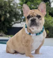 Jaguar , a male French Bulldog for sale in Southwest Ranches, FL – 5 of 8