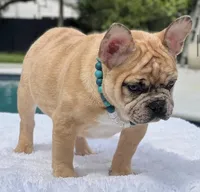 Jaguar , a male French Bulldog for sale in Southwest Ranches, FL – 6 of 8