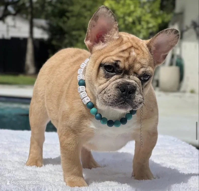Jaguar  – French Bulldog puppy for sale in Southwest Ranches, FL