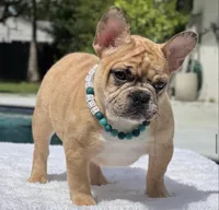Jaguar , a male French Bulldog for sale in Southwest Ranches, FL – 1 of 8
