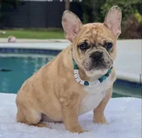 Jaguar , a male French Bulldog for sale in Southwest Ranches, FL – 3 of 8
