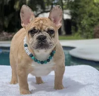 Jaguar , a male French Bulldog for sale in Southwest Ranches, FL – 2 of 8