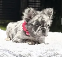 Dottie Fluffy, a female French Bulldog for sale in Southwest Ranches, FL – 4 of 8