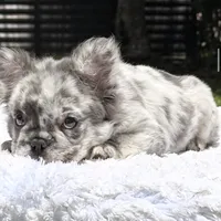 Dottie Fluffy, a female French Bulldog for sale in Southwest Ranches, FL – 6 of 8