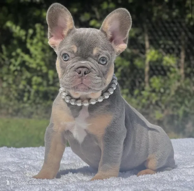 Pixie – French Bulldog puppy for sale in Southwest Ranches, FL
