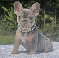 Pixie, a female French Bulldog for sale in Southwest Ranches, FL – 1 of 7