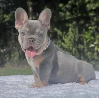 Pixie, a female French Bulldog for sale in Southwest Ranches, FL – 2 of 7