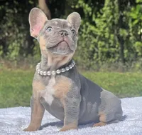 Pixie, a female French Bulldog for sale in Southwest Ranches, FL – 3 of 7