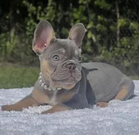 Pixie, a female French Bulldog for sale in Southwest Ranches, FL – 4 of 7