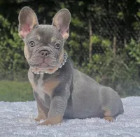 Pixie, a female French Bulldog for sale in Southwest Ranches, FL – 7 of 7