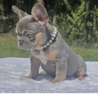 Pixie, a female French Bulldog for sale in Southwest Ranches, FL – 5 of 7