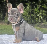 Pixie, a female French Bulldog for sale in Southwest Ranches, FL – 6 of 7