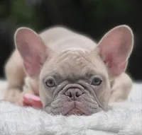 PRETTY , a female French Bulldog for sale in Southwest Ranches, FL – 6 of 6