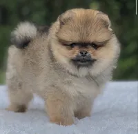 Dorito Teddy Bear Face, a male Pomeranian for sale in Southwest Ranches, FL – 2 of 7