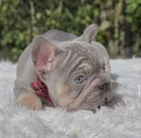 LUCKY - Big Rope, a male French Bulldog for sale in Southwest Ranches, FL – 5 of 8