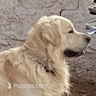 Jasper, a male Goldendoodle for sale in Phoenix, AZ – Photo 3 of 4
