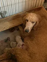 Jasper, a male Goldendoodle for sale in Phoenix, AZ – Photo 4 of 4