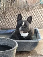 Romeo boy, a male French Bulldog for sale in Phoenix, AZ – 4 of 4