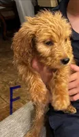 Jessi, a female Goldendoodle for sale in Phoenix, AZ – Photo 2 of 2