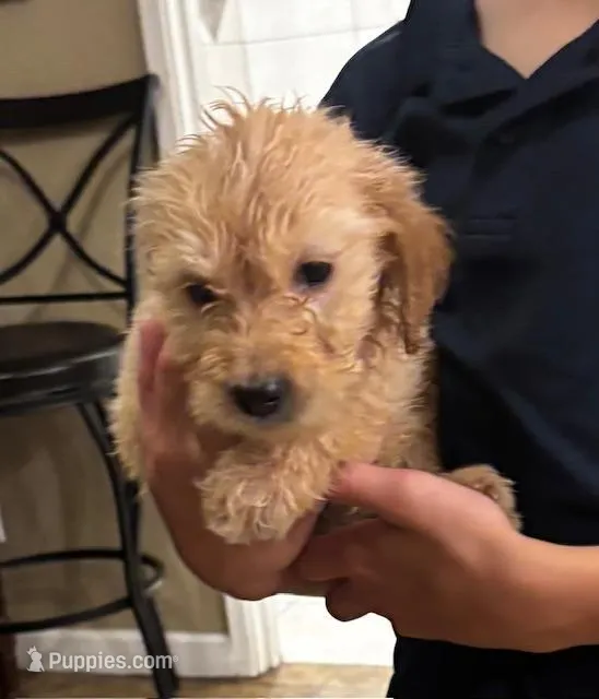 Jessi – Goldendoodle puppy for sale in Phoenix, AZ