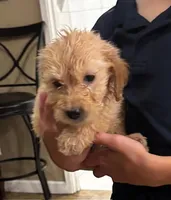 Jessi, a female Goldendoodle for sale in Phoenix, AZ – Photo 1 of 2