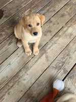 Lilly, a female Labrador Retriever for sale in Phoenix, AZ – Photo 5 of 8