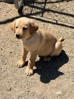 Lilly, a female Labrador Retriever for sale in Phoenix, AZ – Photo 7 of 8