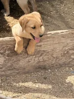 Lilly, a female Labrador Retriever for sale in Phoenix, AZ – Photo 6 of 8