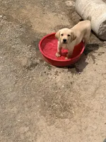 Lilly, a female Labrador Retriever for sale in Phoenix, AZ – Photo 8 of 8