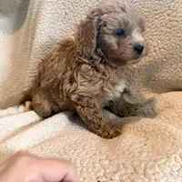 Oliver, a male Aussiedoodle and Miniature Aussiedoodle for sale in Phoenix, AZ – Photo 3 of 6