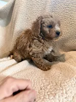 processed/9cb55854-2612-4ecf-a340-cd82007b13ab/listing/57dfc28c-3157-4144-b9b1-f425570cb2dd/49d4636e-d040-4d95-96d5-082a84455eaf