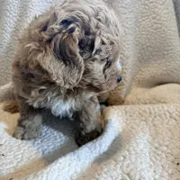 Oliver, a male Aussiedoodle and Miniature Aussiedoodle for sale in Phoenix, AZ – Photo 6 of 6