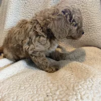 Oliver, a male Aussiedoodle and Miniature Aussiedoodle for sale in Phoenix, AZ – Photo 4 of 6