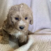 Oliver, a male Aussiedoodle and Miniature Aussiedoodle for sale in Phoenix, AZ – Photo 5 of 6