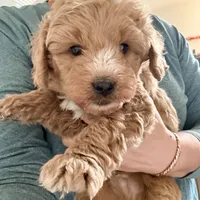 Oliver, a male Aussiedoodle and Miniature Aussiedoodle for sale in Phoenix, AZ – Photo 1 of 6