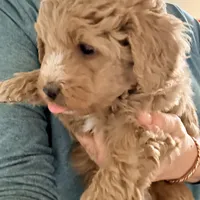 Oliver, a male Aussiedoodle and Miniature Aussiedoodle for sale in Phoenix, AZ – Photo 2 of 6
