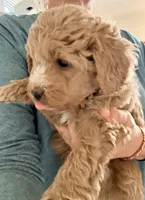 processed/9cb55854-2612-4ecf-a340-cd82007b13ab/listing/57dfc28c-3157-4144-b9b1-f425570cb2dd/ac274113-f821-40d9-8dfc-ef56d1c704a4