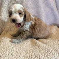 Sammy, a male Aussiedoodle and Miniature Aussiedoodle for sale in Phoenix, AZ – Photo 4 of 6