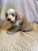 processed/9cb55854-2612-4ecf-a340-cd82007b13ab/listing/716ee223-b2bf-4faf-ac48-c5ca84ebe1e5/23af1ada-b510-4996-9d05-24a70ee622ec