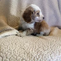 Sammy, a male Aussiedoodle and Miniature Aussiedoodle for sale in Phoenix, AZ – Photo 6 of 6