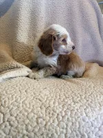 processed/9cb55854-2612-4ecf-a340-cd82007b13ab/listing/716ee223-b2bf-4faf-ac48-c5ca84ebe1e5/49dcde30-002c-4e9d-a2ac-cce923f0a649