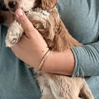 Sammy, a male Aussiedoodle and Miniature Aussiedoodle for sale in Phoenix, AZ – Photo 3 of 6