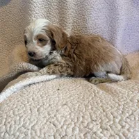 Sammy, a male Aussiedoodle and Miniature Aussiedoodle for sale in Phoenix, AZ – Photo 5 of 6