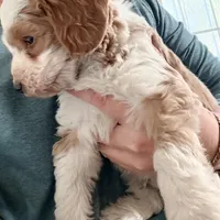 Sammy, a male Aussiedoodle and Miniature Aussiedoodle for sale in Phoenix, AZ – Photo 1 of 6