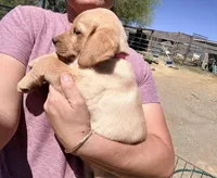 Lilly, a female Labrador Retriever for sale in Phoenix, AZ – Photo 3 of 8