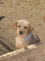 Lilly, a female Labrador Retriever for sale in Phoenix, AZ – Photo 4 of 8