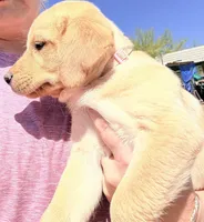 Lilly, a female Labrador Retriever for sale in Phoenix, AZ – Photo 2 of 8