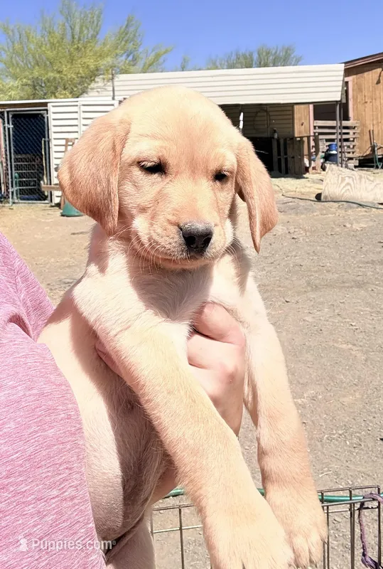 Lilly – Labrador Retriever puppy for sale in Phoenix, AZ