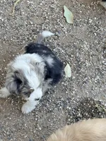 Wiggles, a male Aussiedoodle and Miniature Aussiedoodle for sale in Phoenix, AZ – Photo 2 of 6